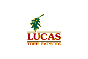 Lucas Tree Experts logo